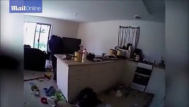 Woman Locked 14 Cats in Her House For Few Days See What Happened Next After These Days ?