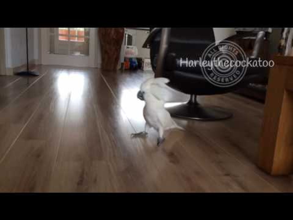 Sprinting Cockatoo Goes Nuts for Fetch