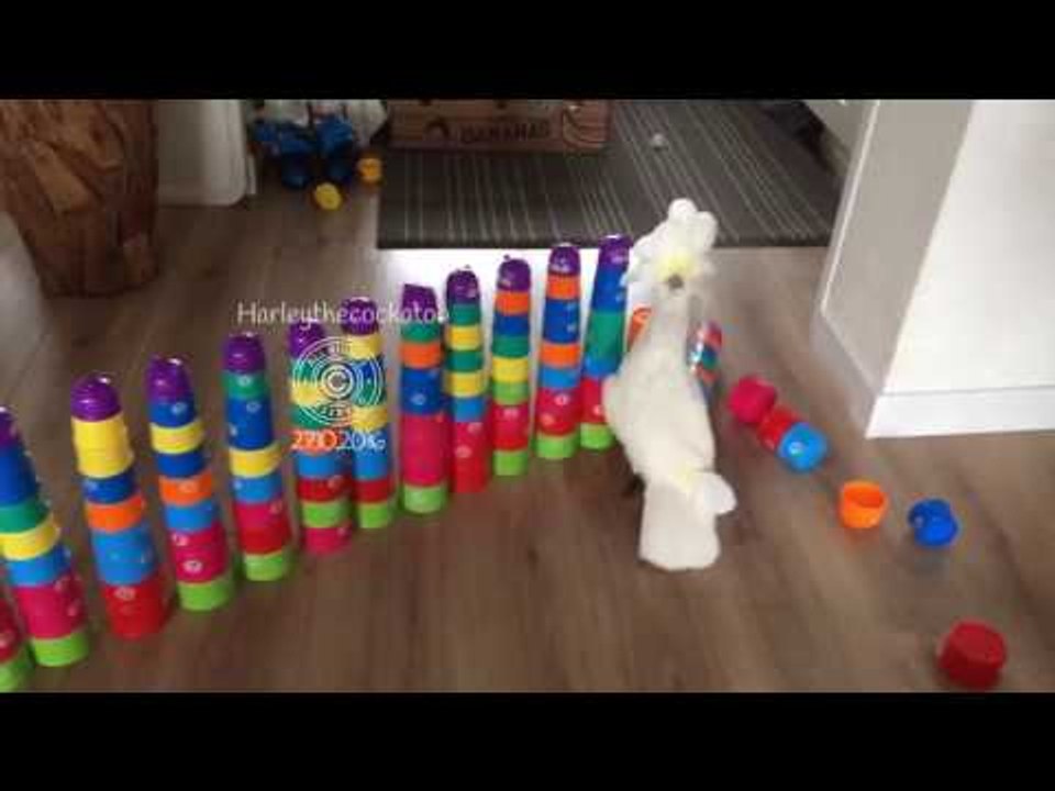 Persistent Cockatoo Destroys All Obstacles in Her Way
