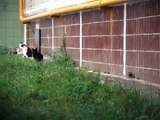 Giant Russian Rat Attacks Cats [HQ]