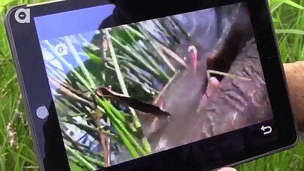 Wild Animal Adventures with Coyote Peterson!