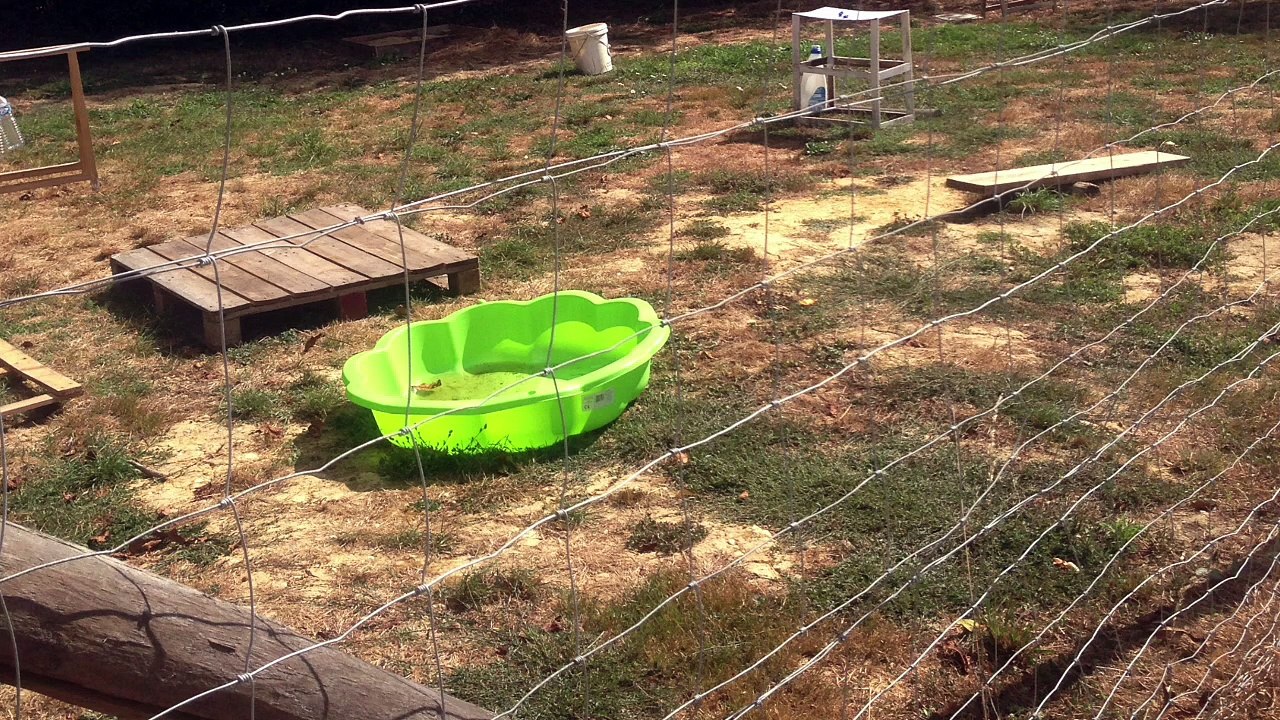 Club d’ éducation du chiot et du chien vendée