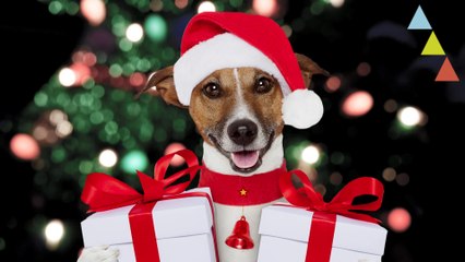 10 Regalos de Navidad para tu perro que querrías que te regalasen a ti