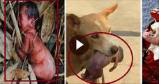 Pet Dog Save The Life of Born baby  Dog saves life of baby