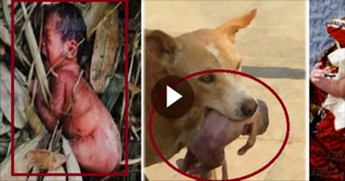 Pet Dog Save The Life of Born baby Dog saves life of baby