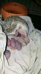 Vivre la naissance d'un hérisson au plus près!