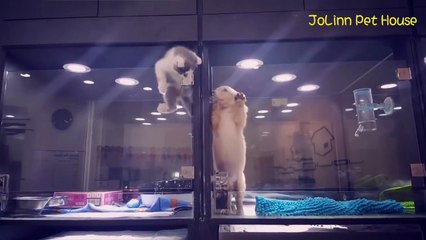 Un chat s’échappe de sa cage pour rejoindre son ami le chien