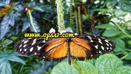 광명키스방 / 홍대휴게텔 / OPSS1。COM / 구글 → 오피쓰