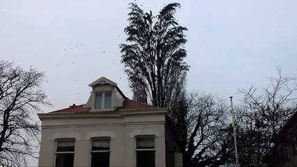 Il enregistre une scène incroyable en filmant ce qui semble être un arbre normal