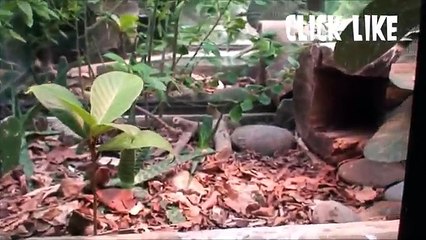 Ultimate Pit Viper Bite; Bear Grylls  Producer - Deadly Snake Bite