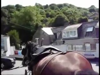 hilarious diarrhea animals compilation