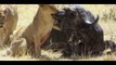 Most Amazing Wild Animal Attacks #2 - Lion Vs Buffalo - crocodile vs deer - crocodile vs buffalo