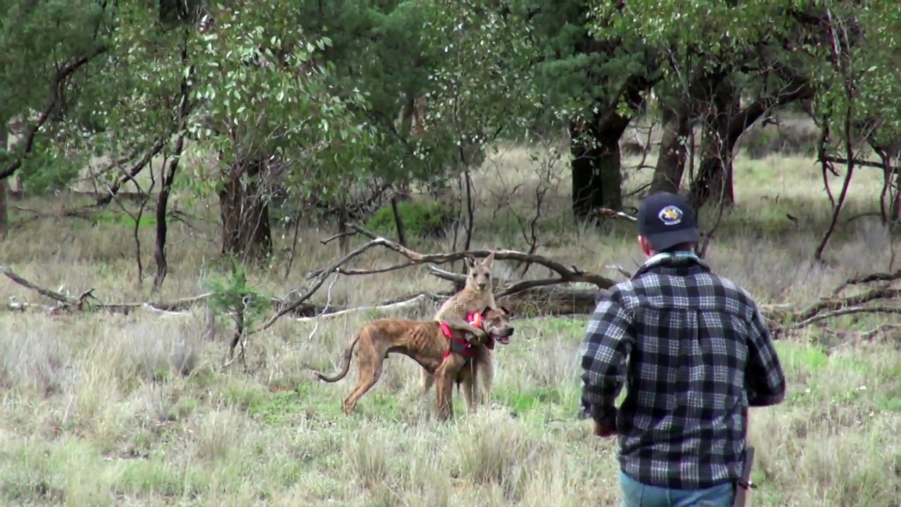 Un homme se bat contre un kangourou pour sauver son chien