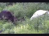 15 CRAZIEST Animal Fights Caught On Camera #3 - Lion,Buffalo,crocodile,Elephant, Bear,Lion