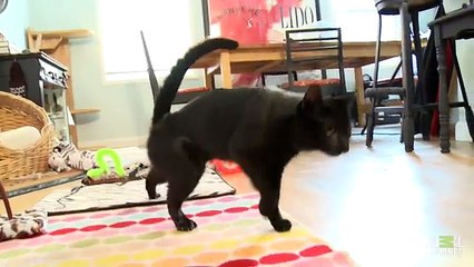 Pip the Cat s Follow Up   My Cat From Hell