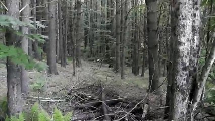 A bear eating a fawn (warning  graphic)