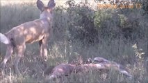 A wild Dog Kills and Eat a Baby Kudu