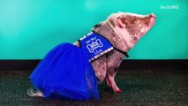Pigs Really Can Fly as San Francisco Airport Welcomes First Therapy Pig