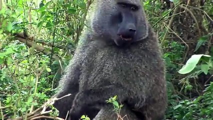 Baboon Kill Baby Impala   Mother Tried To Save Baby In Desperate.