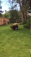 bear attacks deer in family backyard