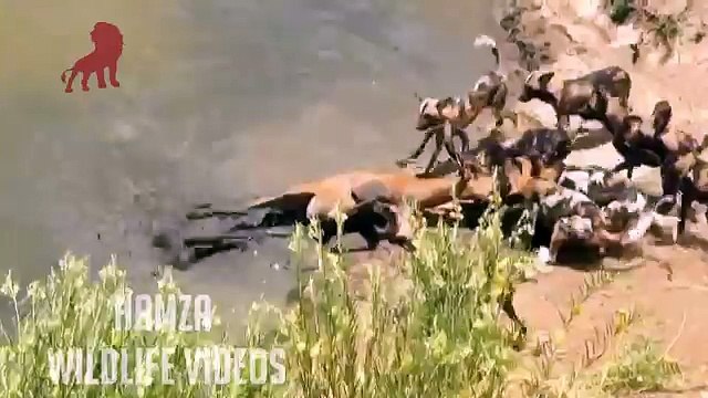 Brutal kills Gazelle Brutally Killed By Wild Dogs (GRAPHIC)