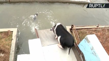 When Pigs Fly! Free Range Pig Farm Builds Amusement Park