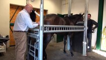 En coulisses avec les vétérinaires qui soignent les chevaux.