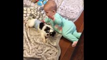 Playful chihuahua adorably entertains baby