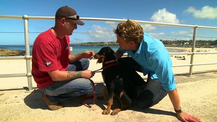 Bondi Vet: S01E07