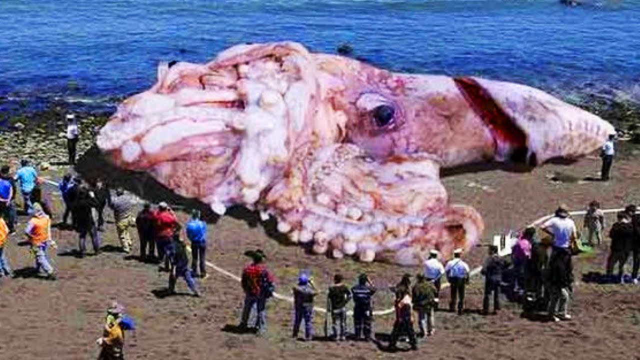 10 Abnormally Large Animals That Really Exist MUST WATCH