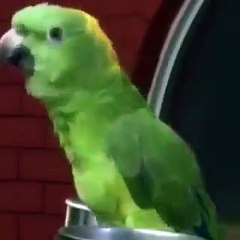 Parrot Saying Quran