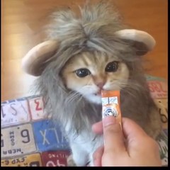 aslan kılığına giren kedicik