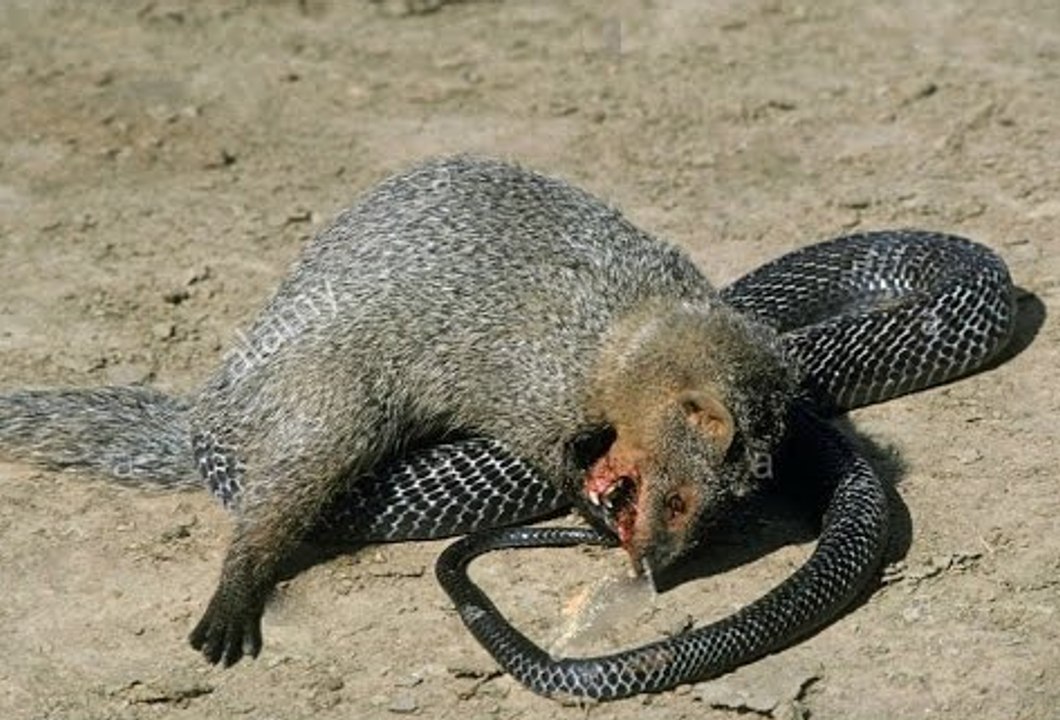 Rắn Hổ Mang Đại chiến Cáo chồn Sóc Lửng mật - Snake vs Mongoose - Fox vs King cobra vs honey badger