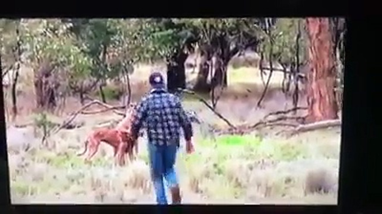 Ce gars est un vrai bonhomme, il n'a pas peur de se friter avec un kangourou pour sauver un chien