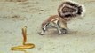 Animal Real Fight - Squirrel vs Snake