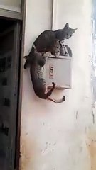 Une scène très insolite entre 3 chats !