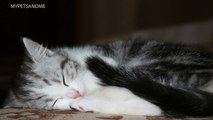 3 MINUTES - LULLABY FOR BABIES PETS ♫ Soft music to calm and lull kittens and puppies