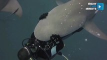 Scuba Diver and Shark Have Play Date