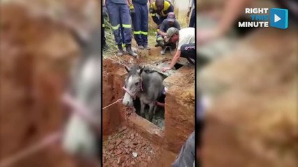 Missing Horse Rescued From Hole