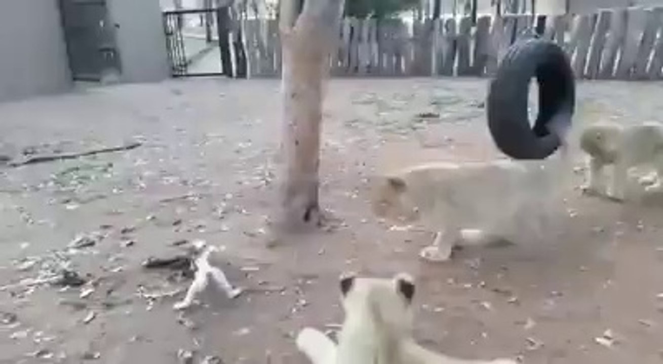 Jio