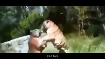 Angry Rhino Vs Lion - Hyena, Buffalo, Giraffe Battle's Animal Attack Compilation #19