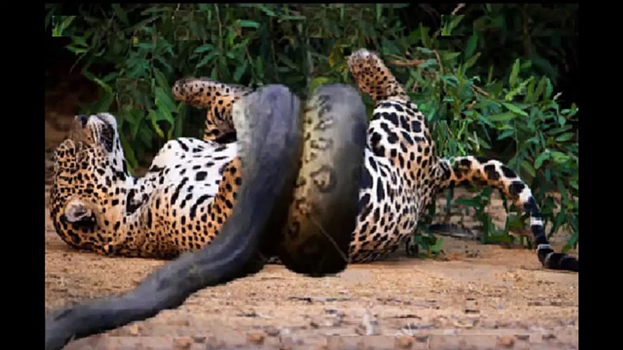 Amazing Predators Fight - Big Battle Animals , Lion vs Anaconda, Jaguar