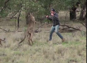 Canguru lutador de MMA