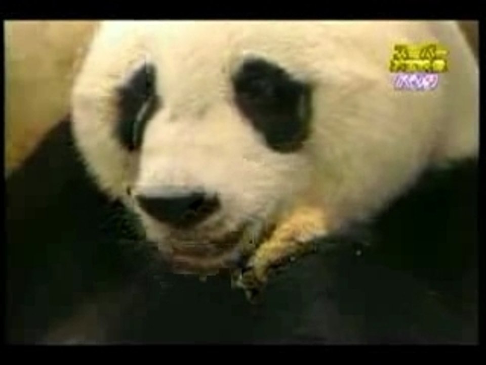 Baby Panda Sneezes