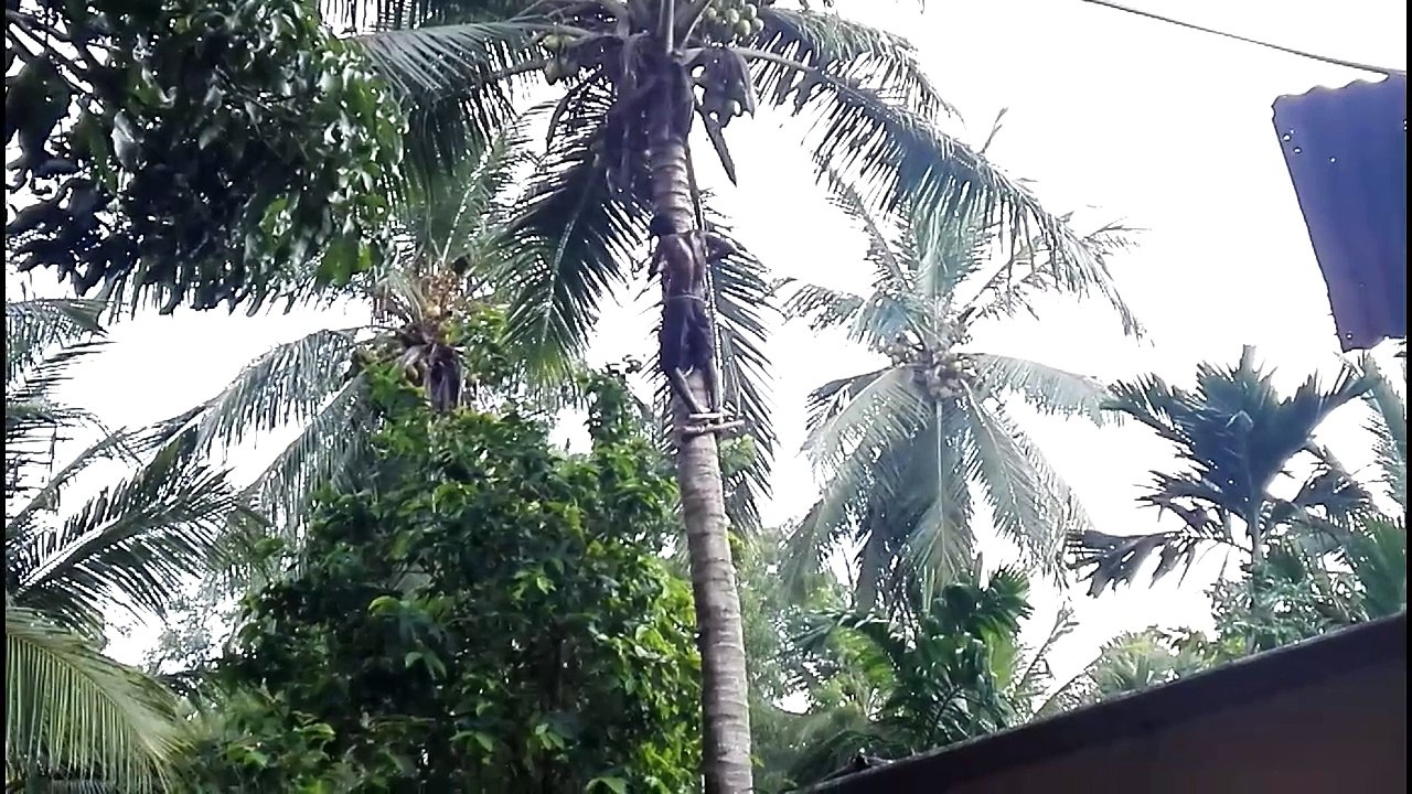 Cocunt Tree Cutting 06