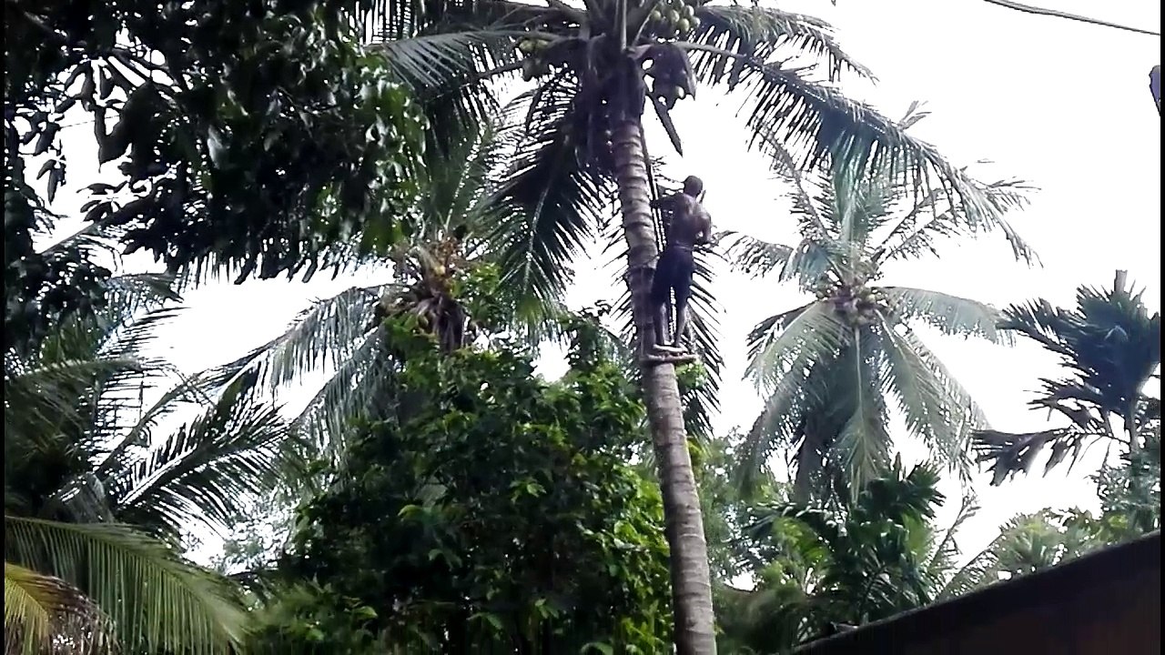 Cocunt Tree Cutting 05