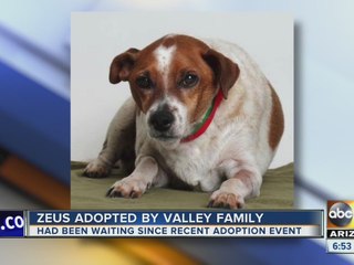 Zeus has been adopted!