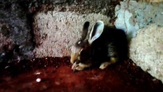 Rabit Funny Lanka Part 2