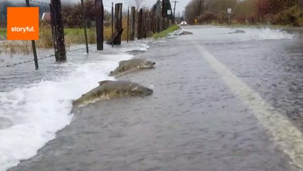 Salmon Swim Across Flooded Road