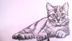 How To Draw a Realistic Cat with Pencil Step by Step - Drawing the Easy Way